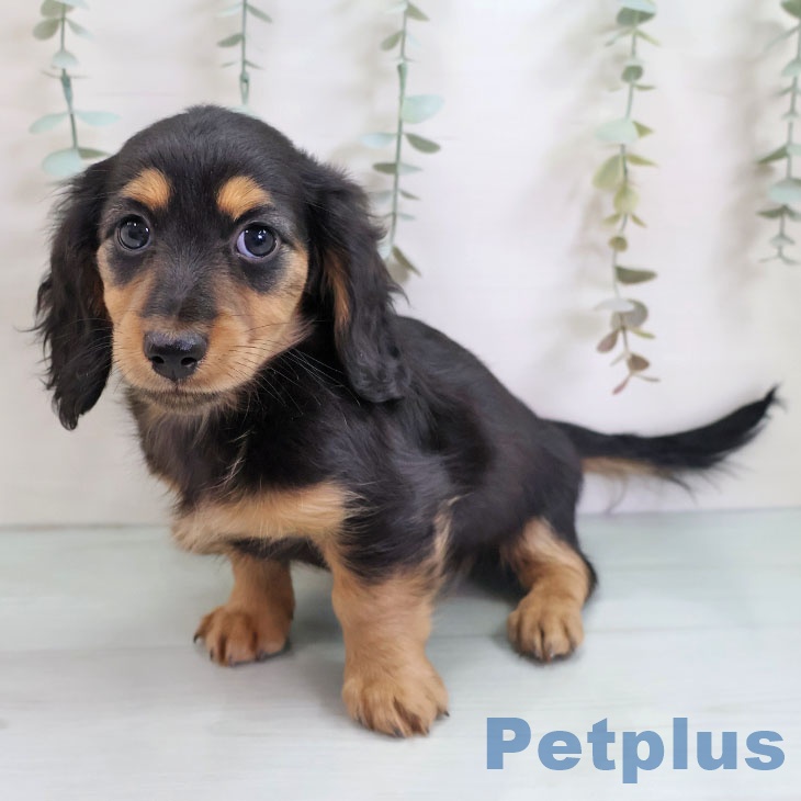 ミニチュア・ダックスフンド