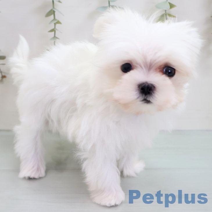 マルチーズの写真2