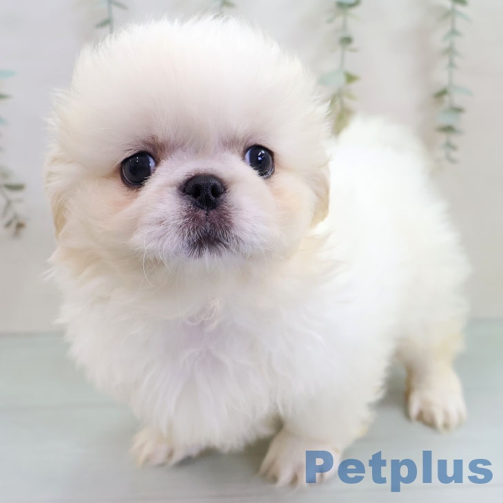 ペキニーズの写真2