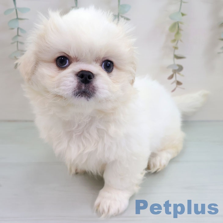 ペキニーズの写真2