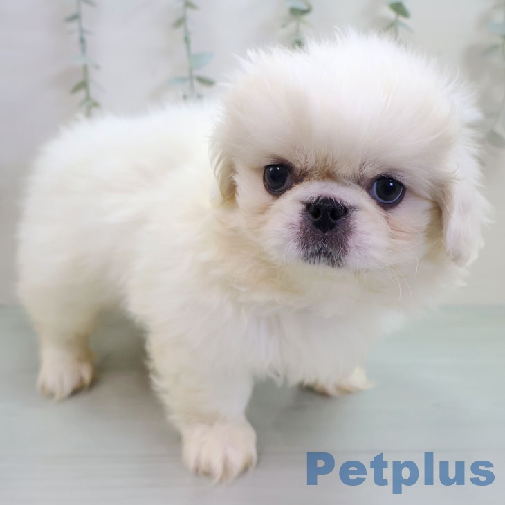 ペキニーズの写真2