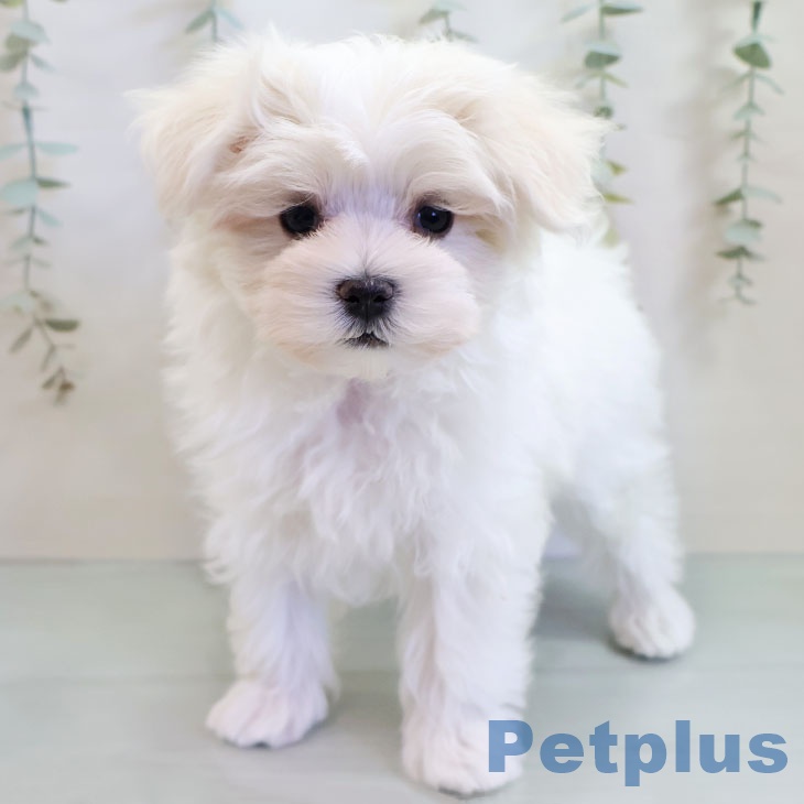 マルチーズの写真2