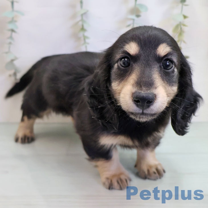 ミニチュア・ダックスフンド