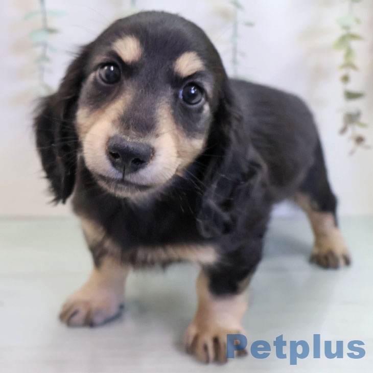 ミニチュア・ダックスフンドの写真2