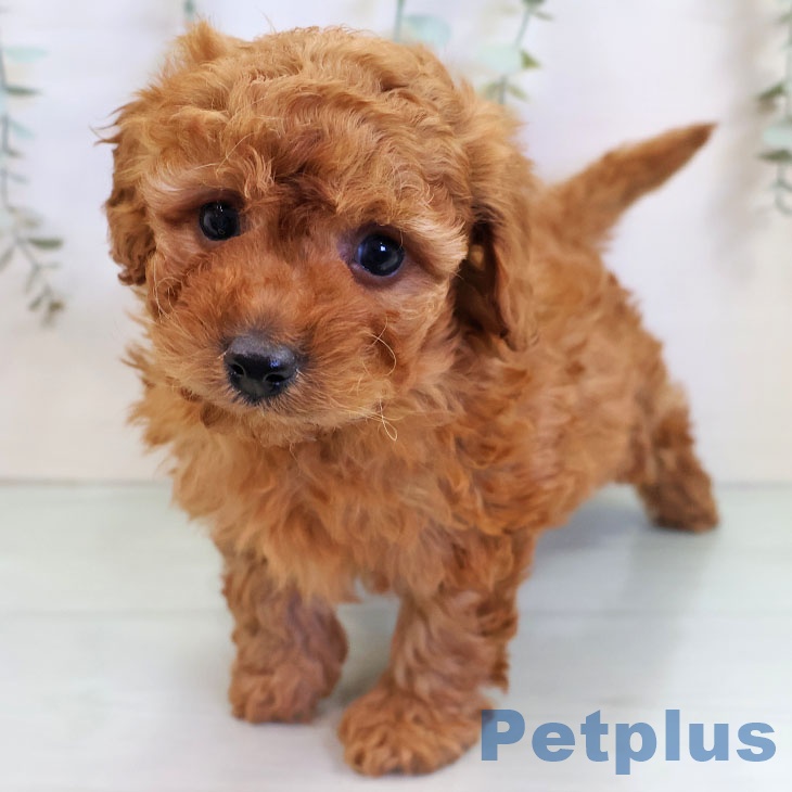 トイ・プードル