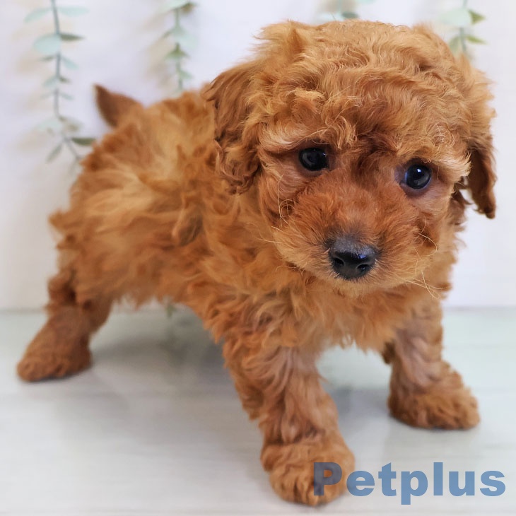 トイ・プードルの写真2