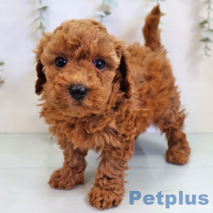 トイ・プードル