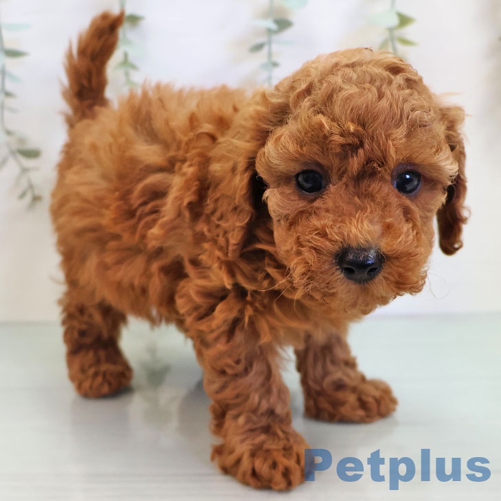 トイ・プードルの写真2