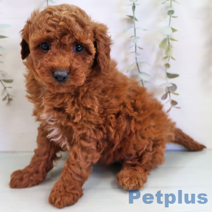 トイ・プードルの写真2