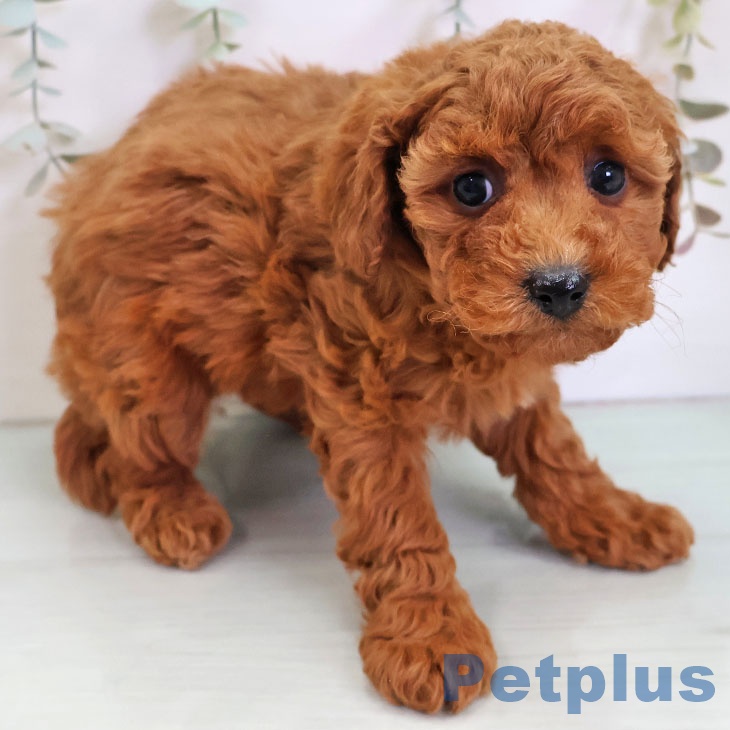 トイ・プードル