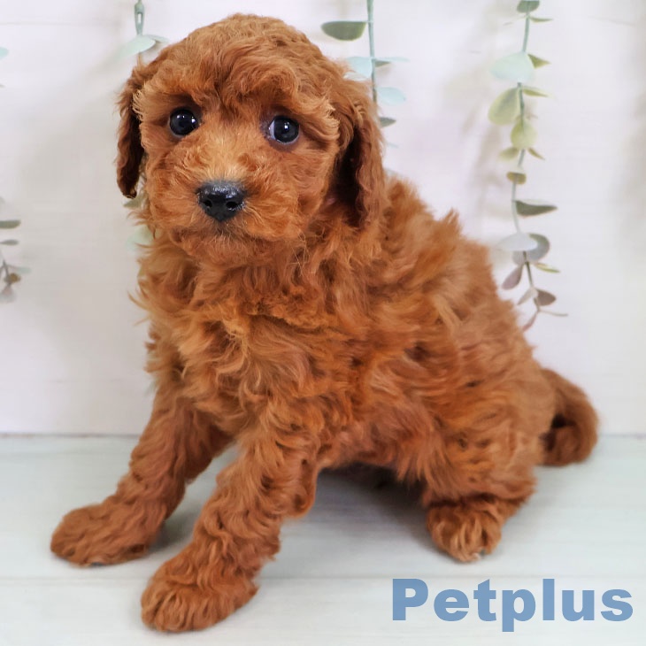 トイ・プードルの写真2