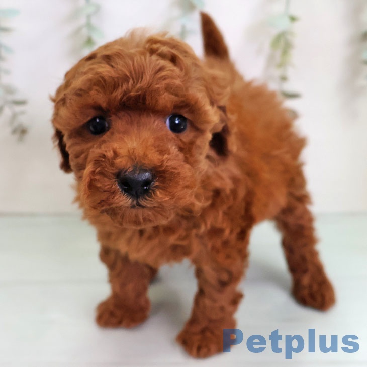 トイ・プードル