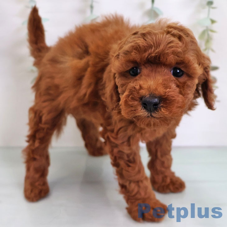 トイ・プードルの写真2