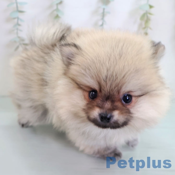 ポメラニアンの写真2