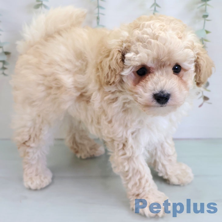 トイ・プードルの写真2