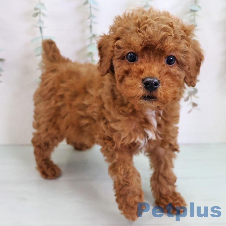 トイ・プードル