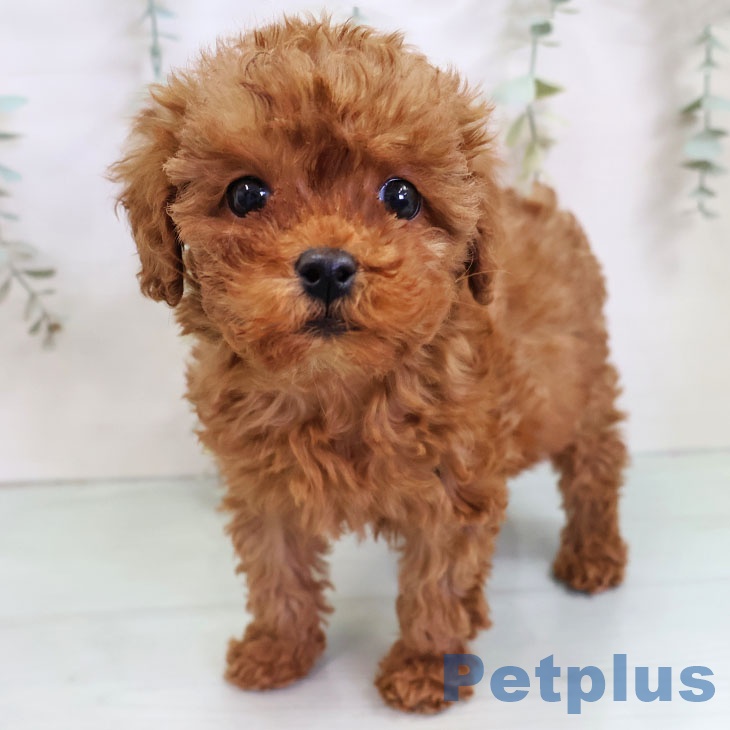 トイ・プードルの写真2