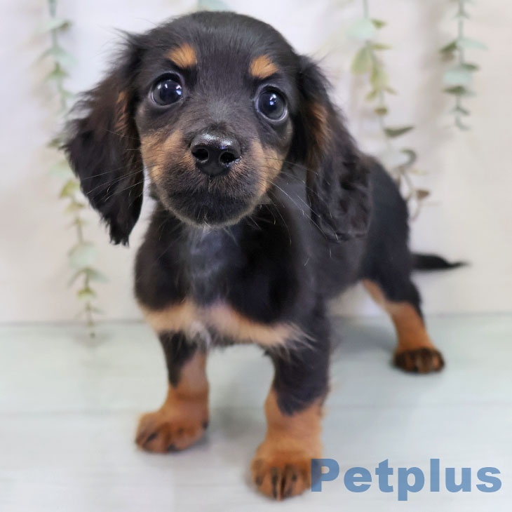 カニーンヘン・ダックスフンド