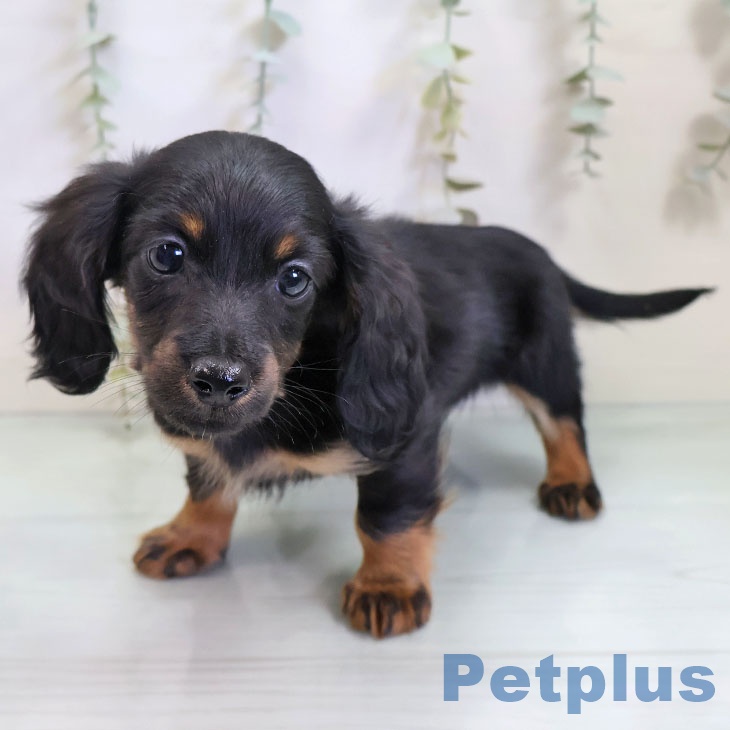 カニーンヘン・ダックスフンド