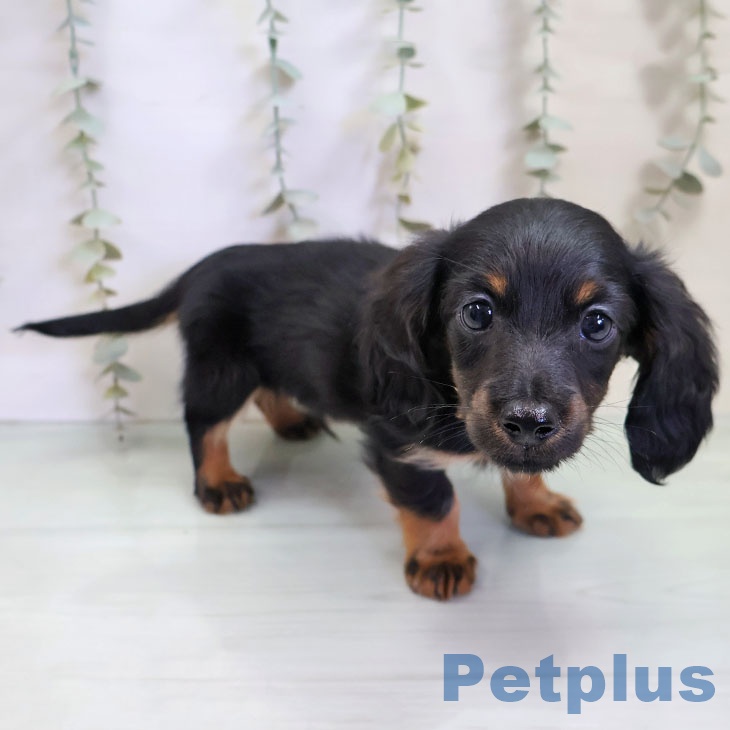 カニーンヘン・ダックスフンドの写真2