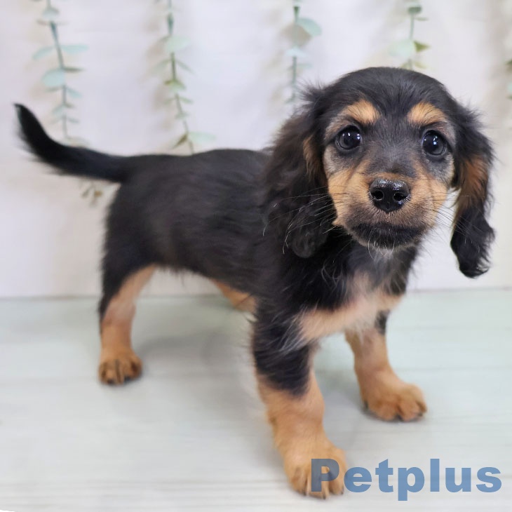 カニーンヘン・ダックスフンド