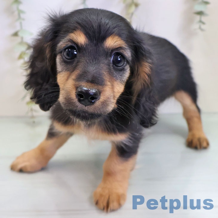 カニーンヘン・ダックスフンドの写真2