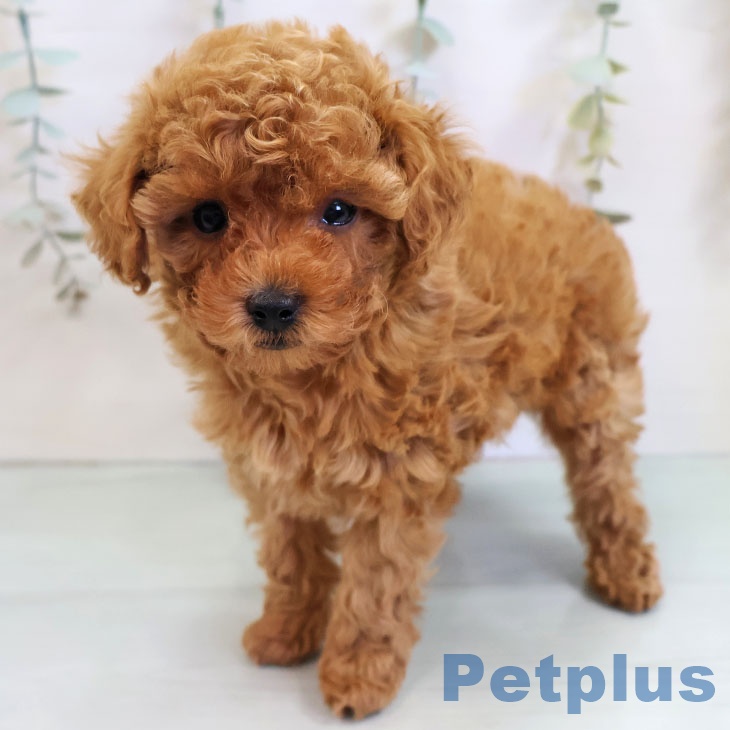 トイ・プードル