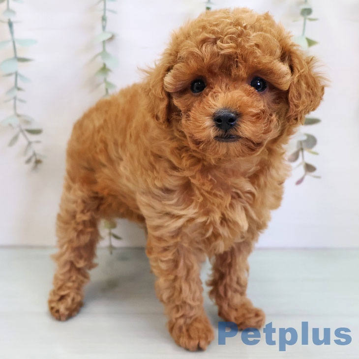 トイ・プードルの写真2