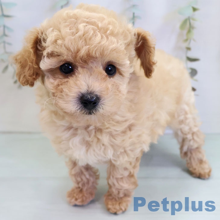 トイ・プードル