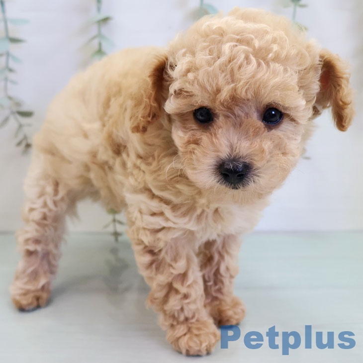 トイ・プードルの写真2