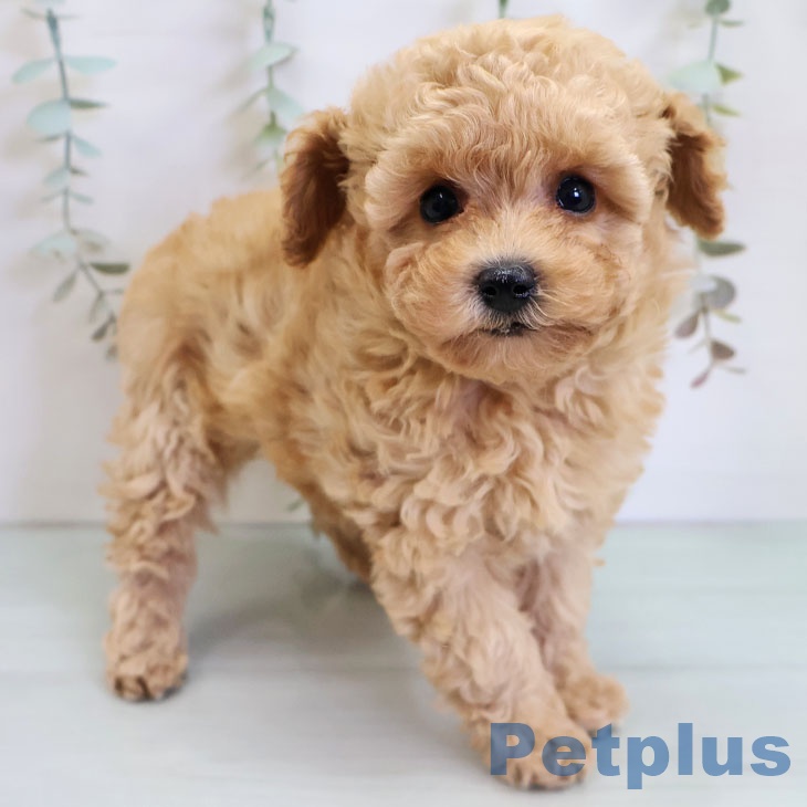 トイ・プードル