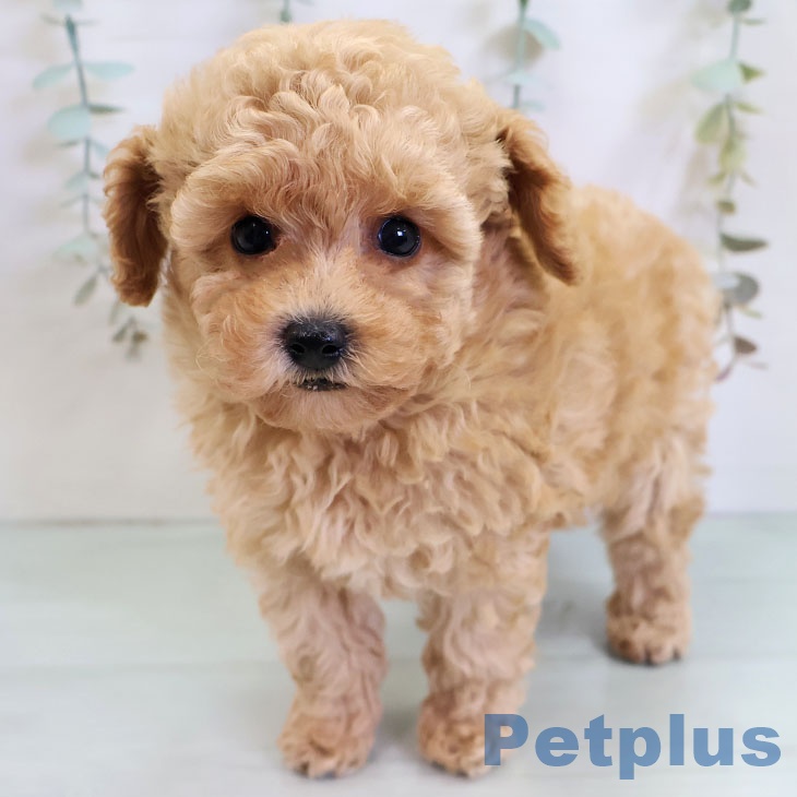 トイ・プードルの写真2