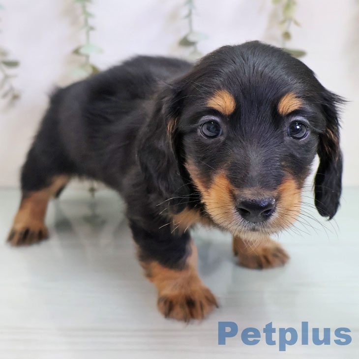 カニーンヘン・ダックスフンドの写真2