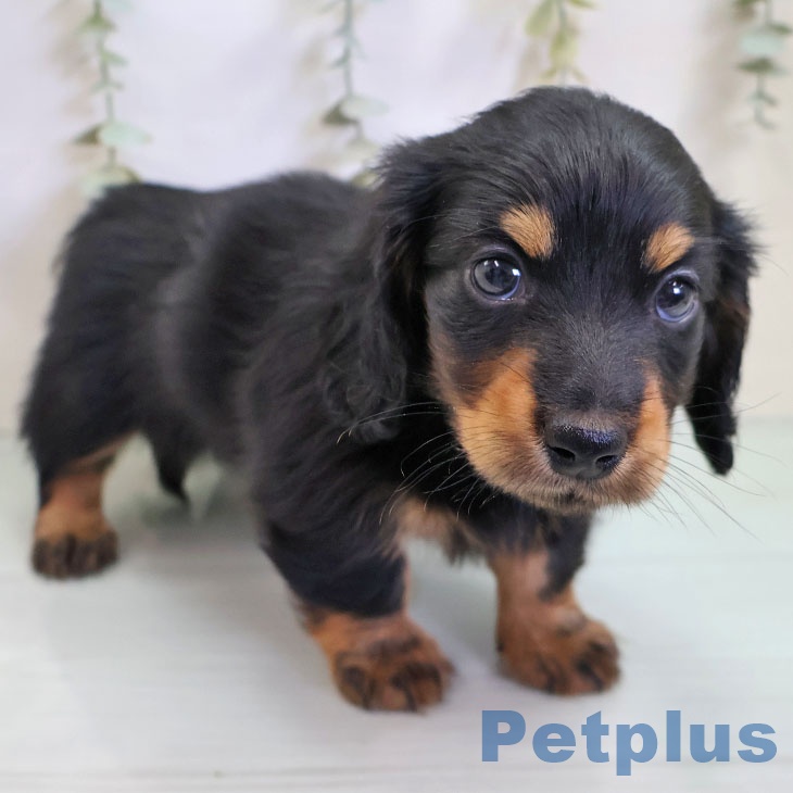 カニーンヘン・ダックスフンドの写真2