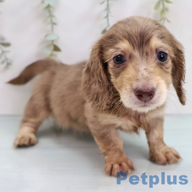 カニーンヘン・ダックスフンド