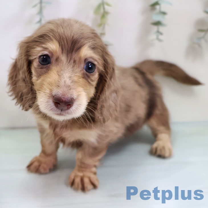 カニーンヘン・ダックスフンドの写真2