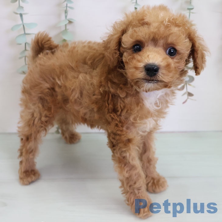 トイ・プードル