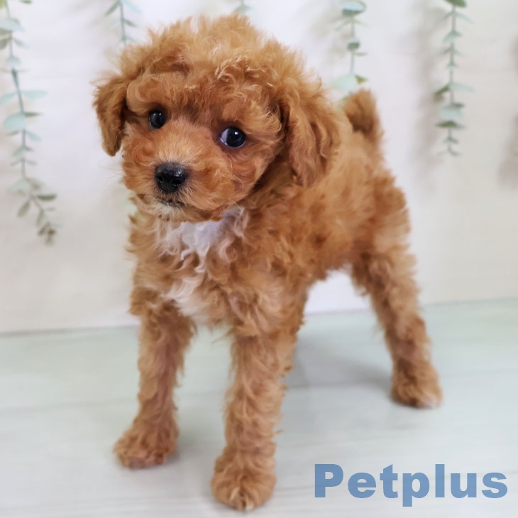 トイ・プードルの写真2