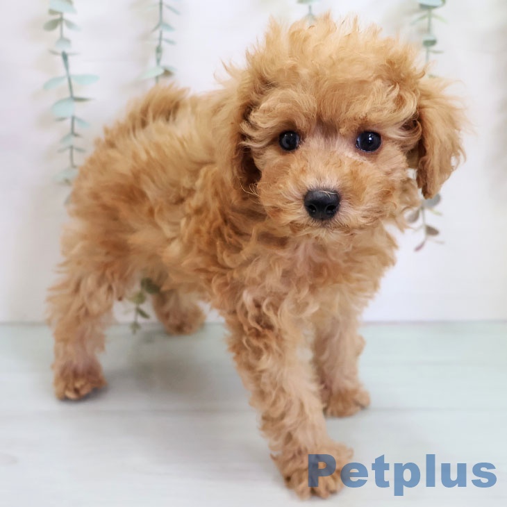 トイ・プードル