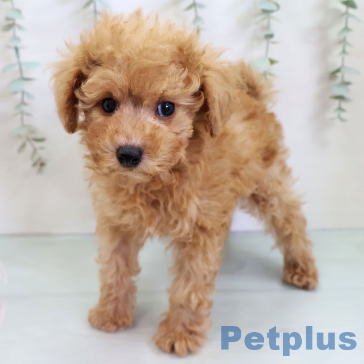 トイ・プードルの写真2