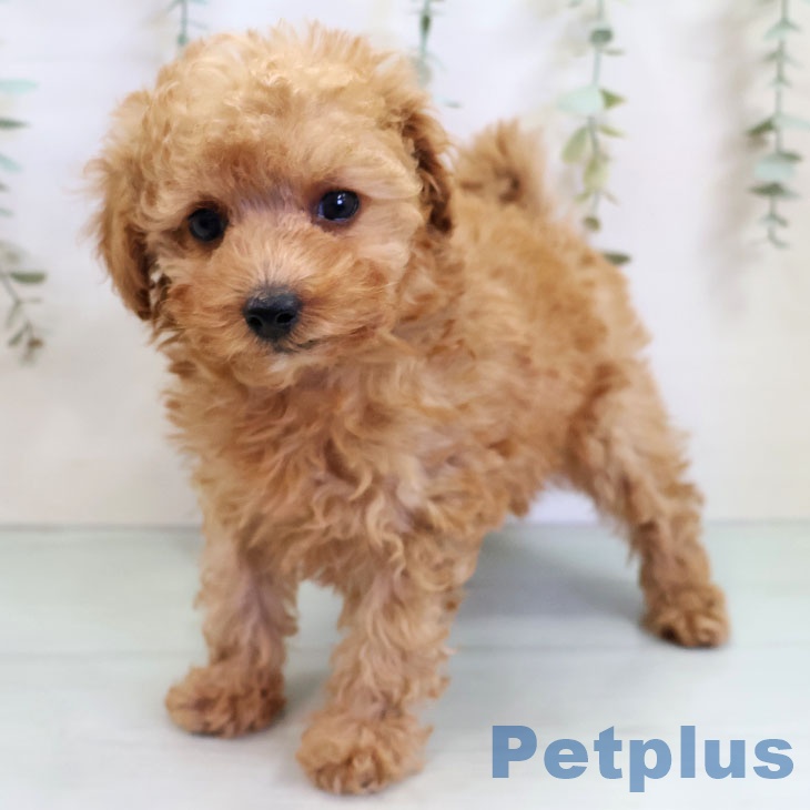 トイ・プードル