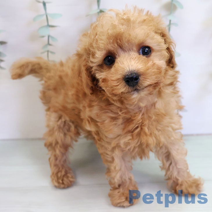 トイ・プードルの写真2