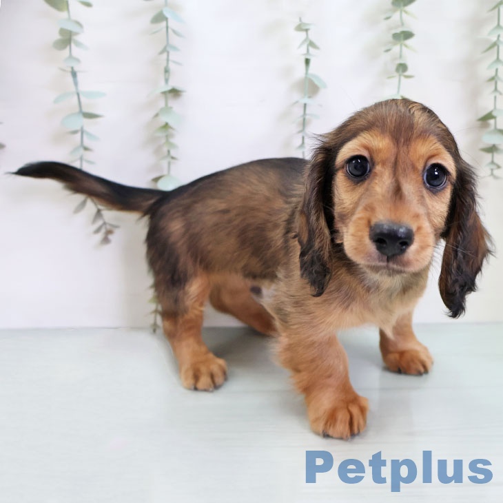 ミニチュア・ダックスフンド