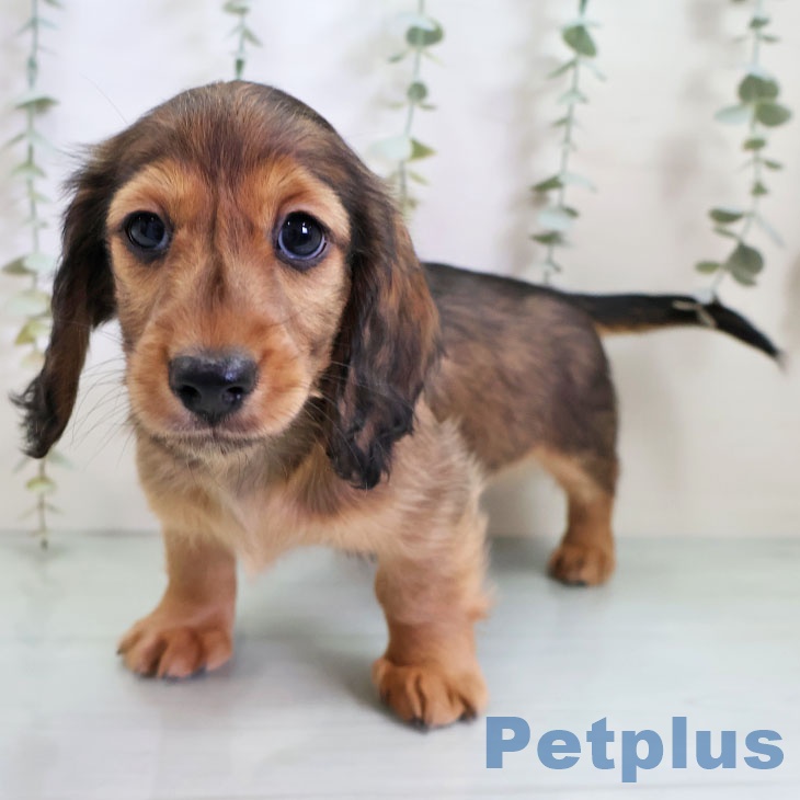 ミニチュア・ダックスフンドの写真2