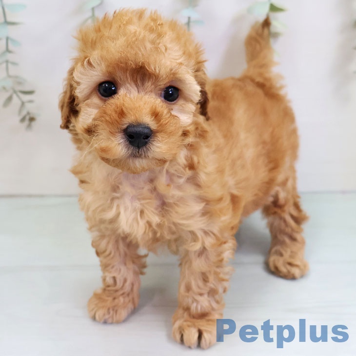 トイ・プードル