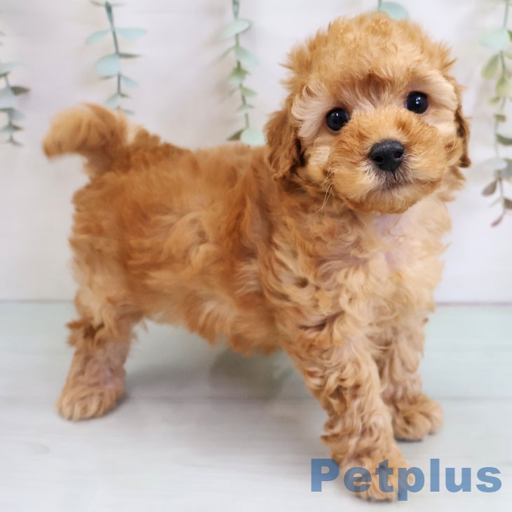 トイ・プードルの写真2