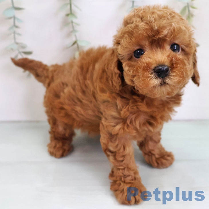 トイ・プードル