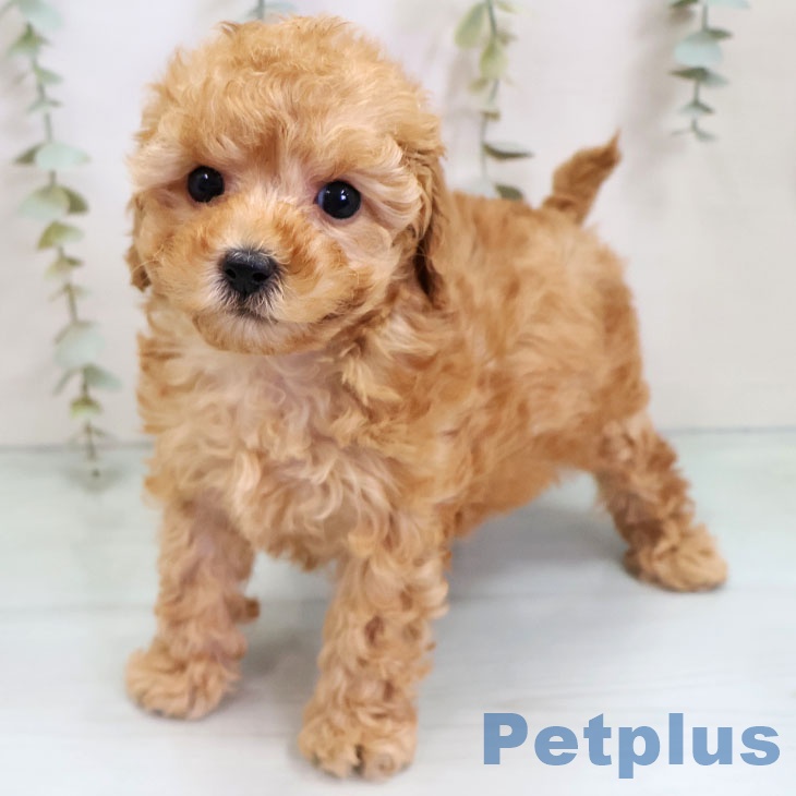 トイ・プードル