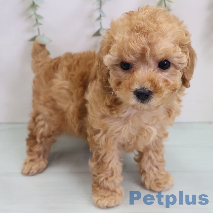 トイ・プードルの写真2