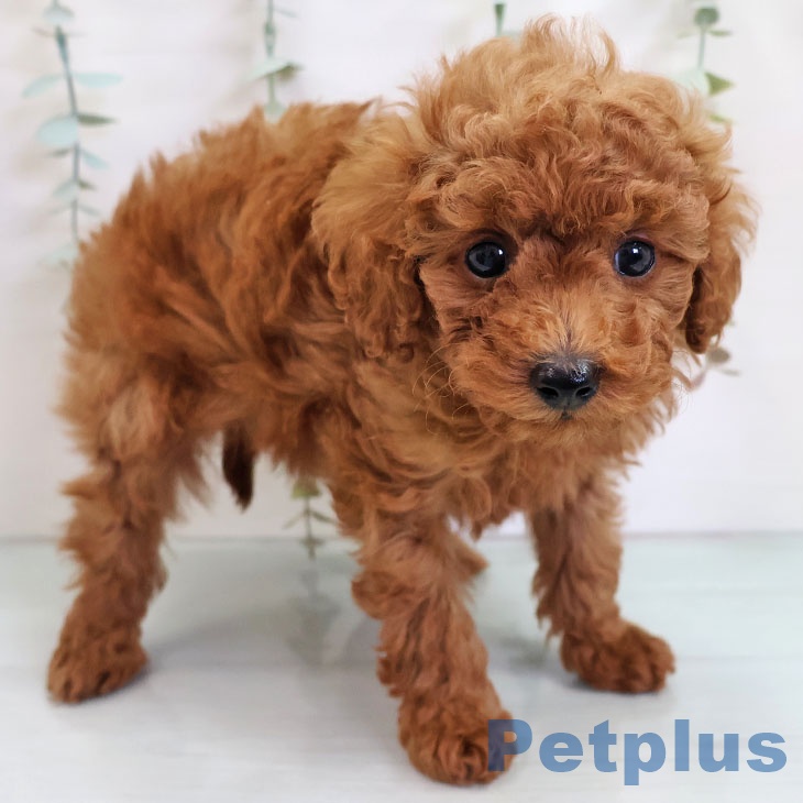 トイ・プードル